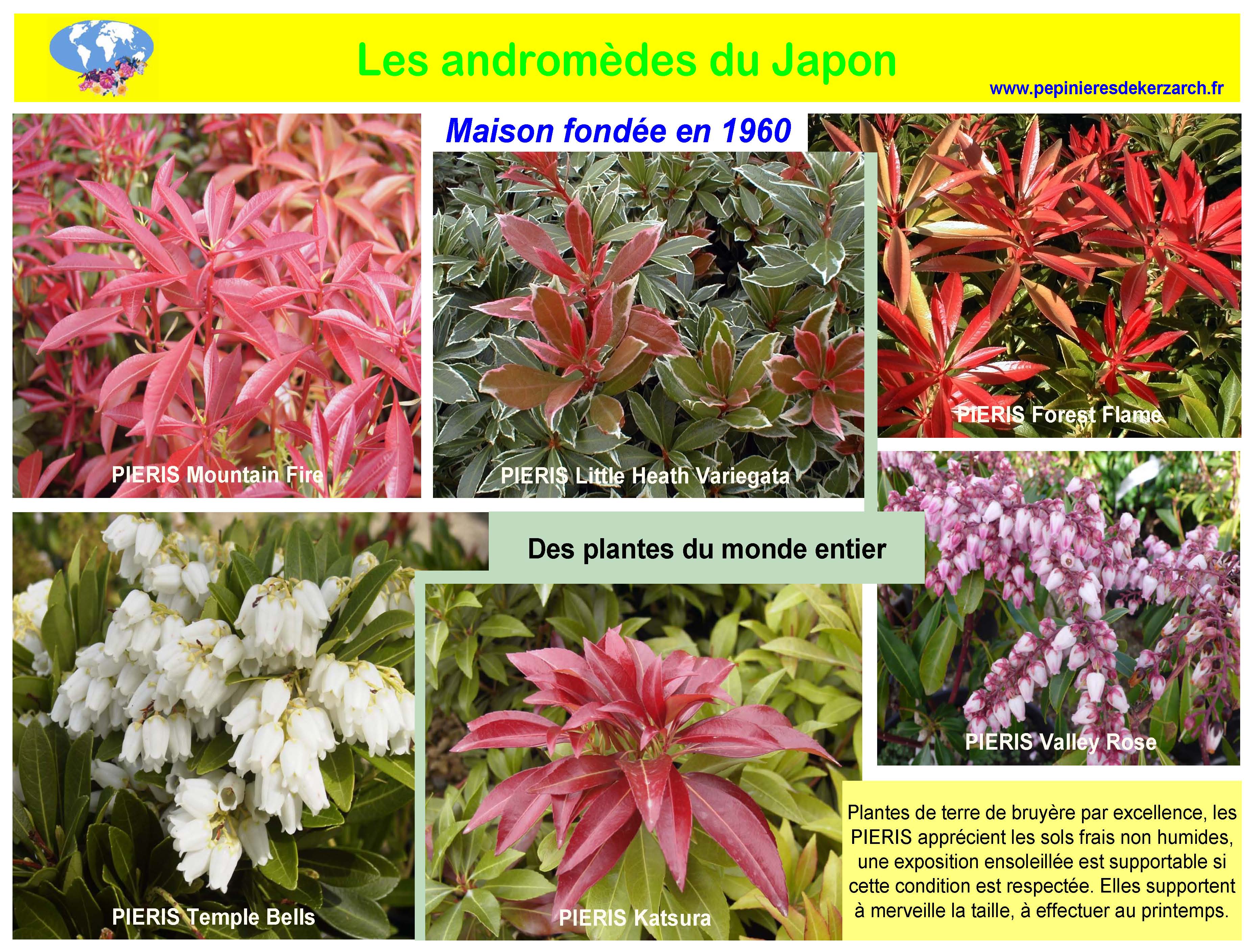 Andromèdes du Japon